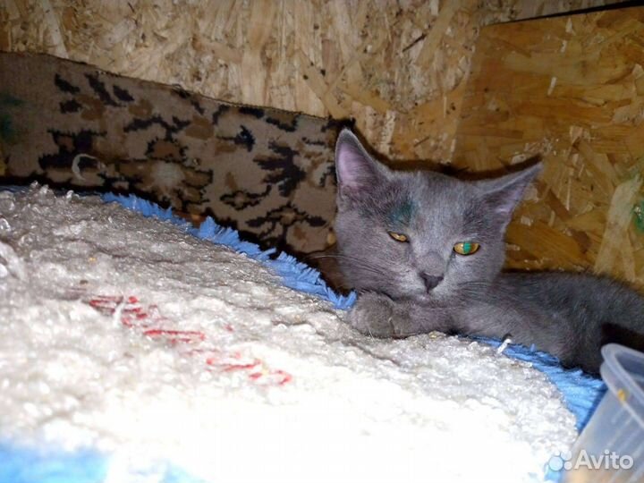 Русская голубая