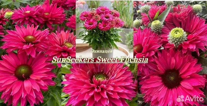 Махровая эхинацея, семена