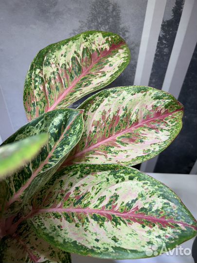 Аглаонема Селебрейшн