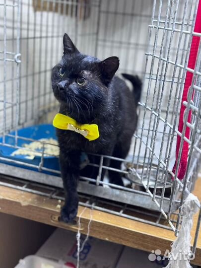 Кот в добрые руки