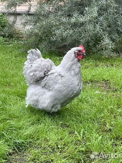 Инкубационное яйцо породной птицы