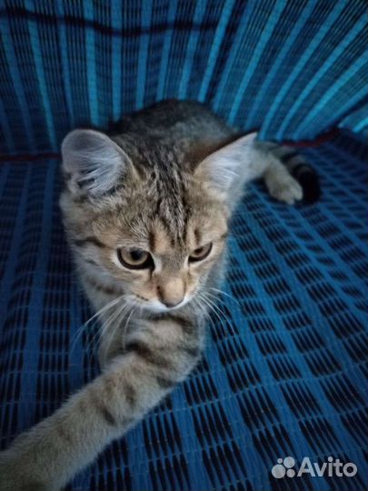 Вислоухий котенок в добрые руки