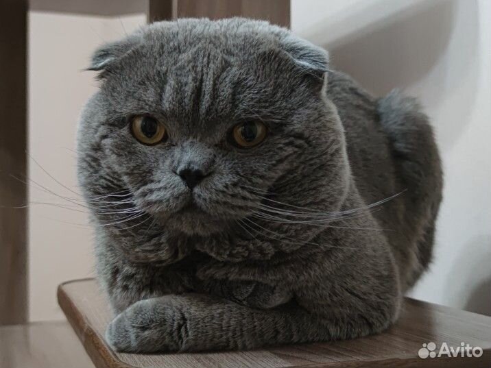 Вязка Шотландский Вислоухий кот