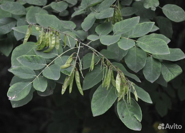 Саженцы Маакия амурская, Медонос, акация Маака