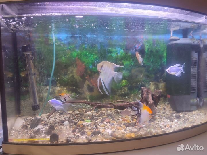 Аквариум с рыбками