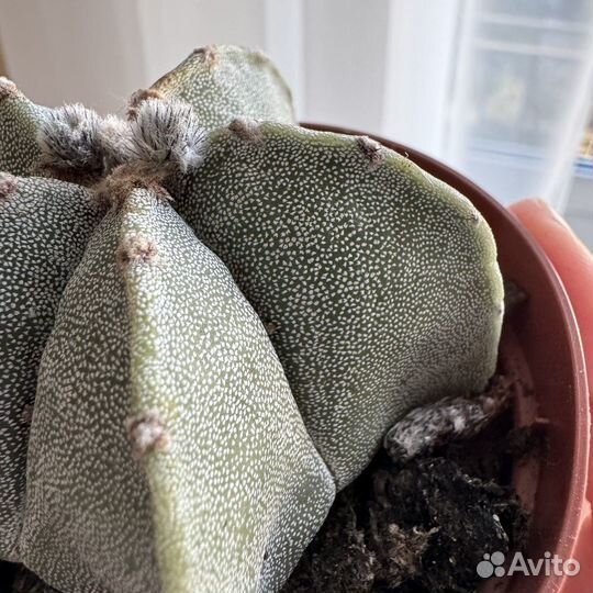 Кактус Astrophytum myriostigma (D-9 см)