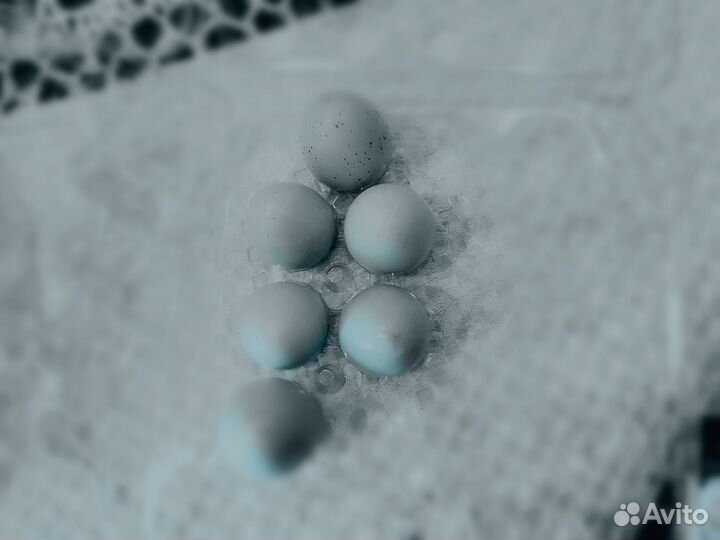 Инкубационное яйцо перепелов голубые