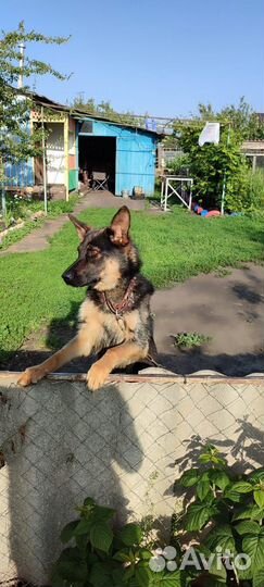 Немецкая овчарка в добрые руки