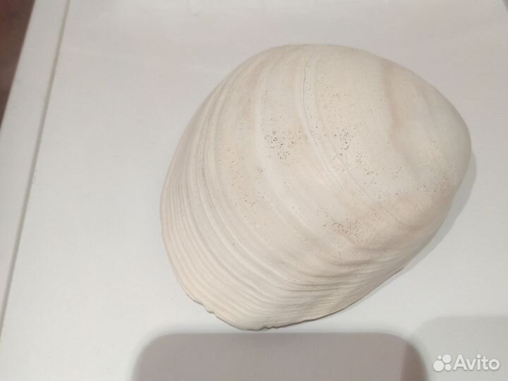 Ракушка морская