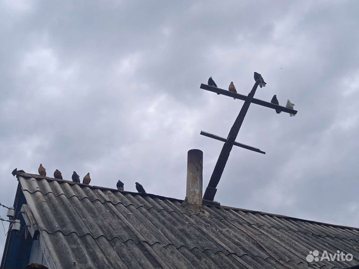 Голуби николаевские и курские