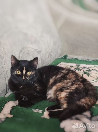 Трехцветочка в добрые руки