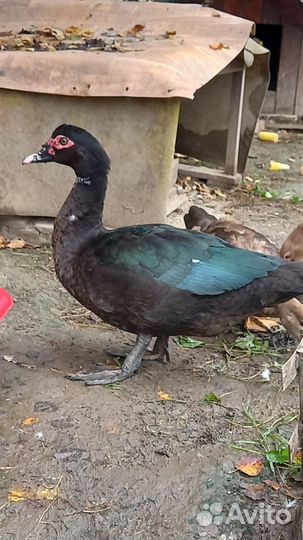 Мускусные утки индоутки индоутята