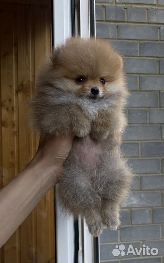 Щенок померанского шпица