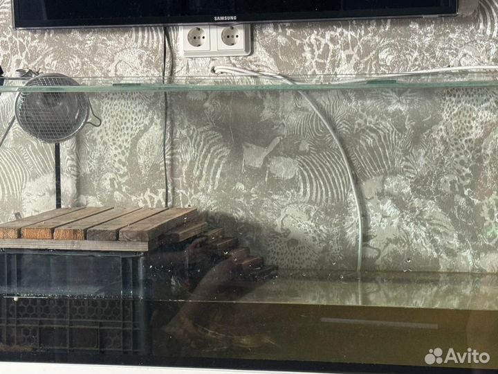 Красноухая черепаха с аквариумом