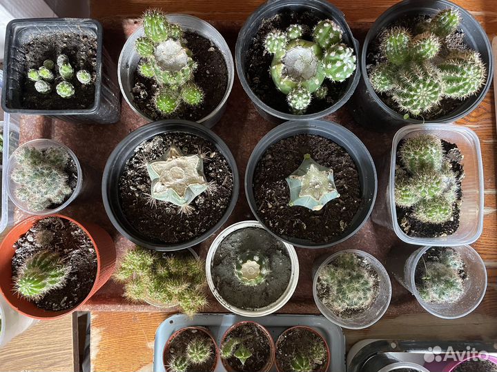 Рассада цветов