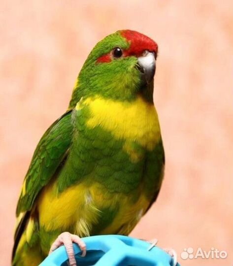 Какарики малыши