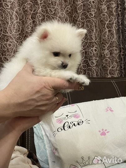 Малый немецкий шпиц