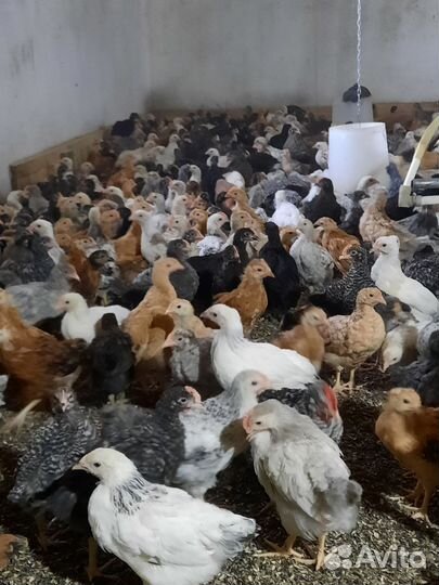 Цыплята подрощенные