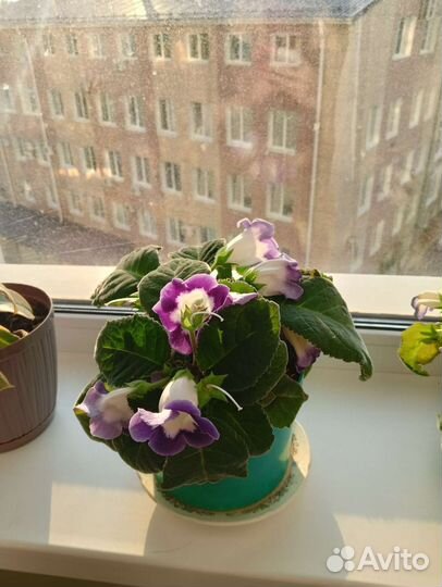 Цветы глоксиния