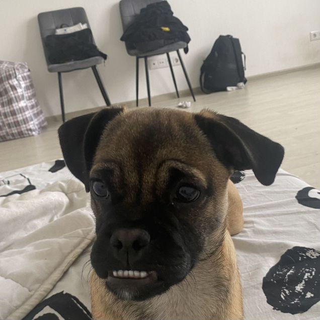 Мопс, щенок