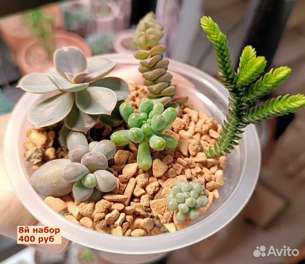 Суккуленты (наборы укорененных деток в стаканчика)