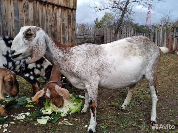 Англо нубийские козы