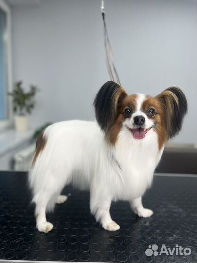 Стрижка собак и кошек Нововятск