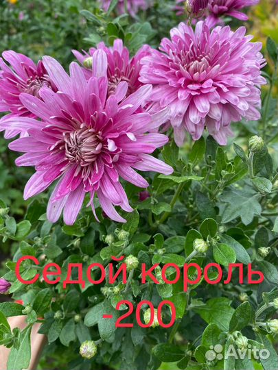 Рассада хризантемы