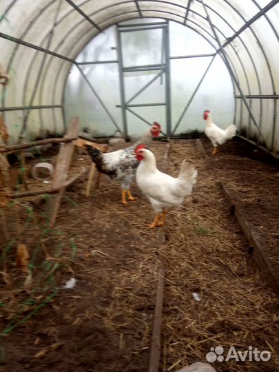 Петух, 4 мес, леггорн