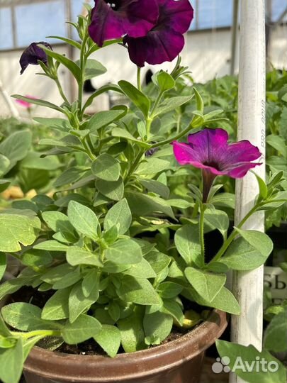 Перецы, баклажаны, помидоры, капуста, петунии