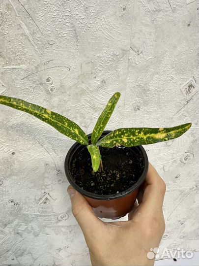 Кодиеум кротон, пёстролистный