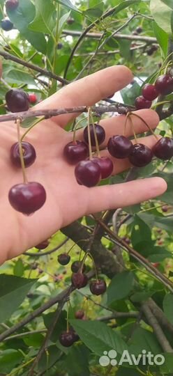 Вишня родительская