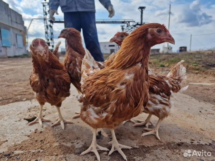 Куры молодки несушки