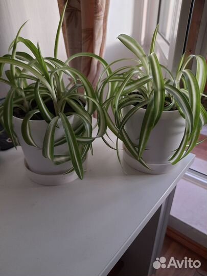 Кашпо горшок для цветов, для рассады