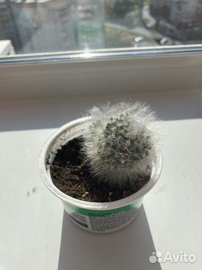 Кактус Маммиллярия Гана/Хана