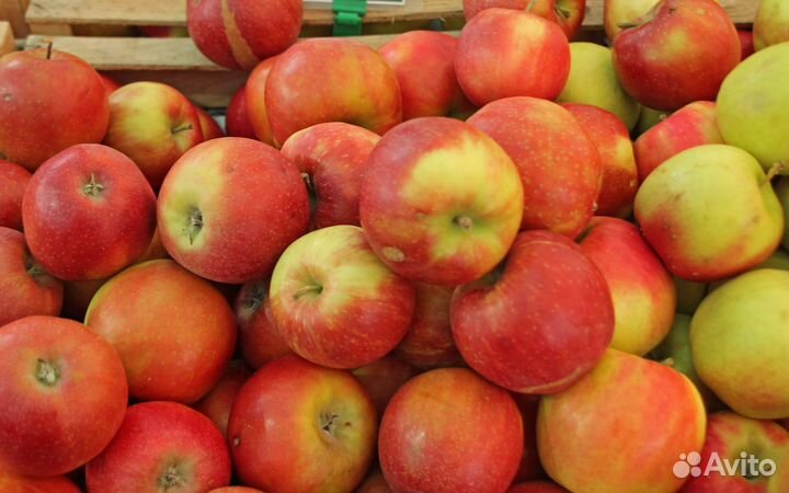 Яблоки урожай 2023