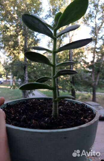 Крассула толстянка