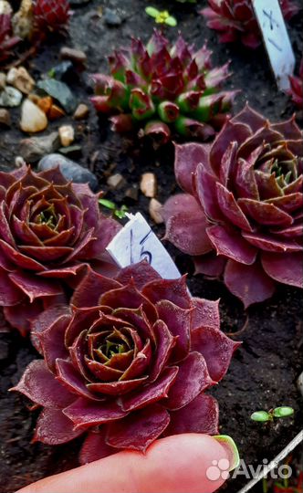 Каменные розы.Молодило