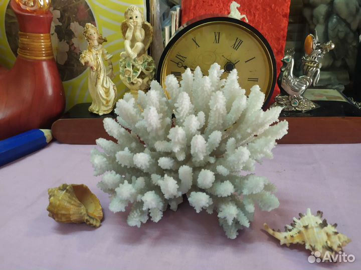 Коралл рапан ракушка натуральные