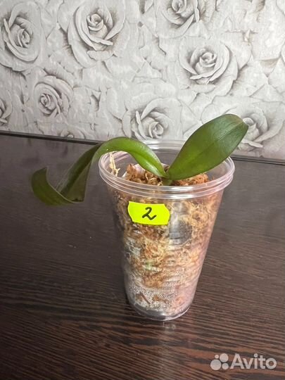 Орхидея Allura Eduard