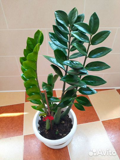 Замиокулькас, долларовое дерево