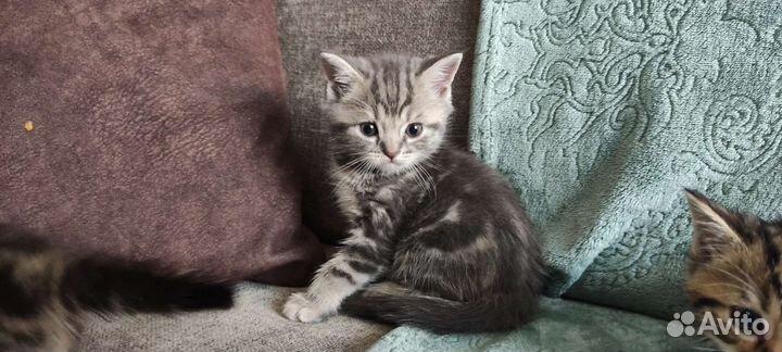 Британские котята