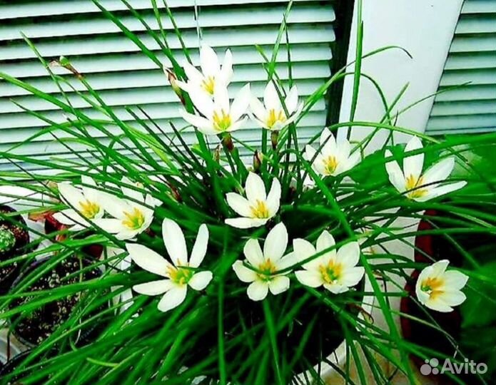 Зефирантес розовый, белый (выскочка)