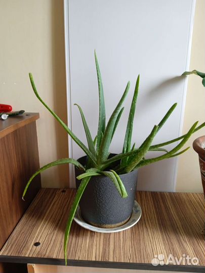 Алоэ лечебный и толстянка