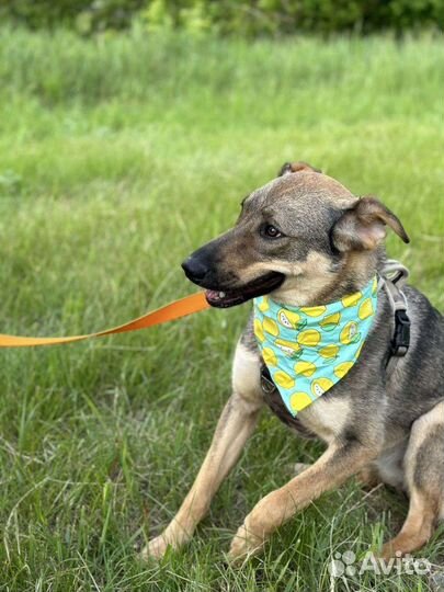 Солнечная малышка из приюта