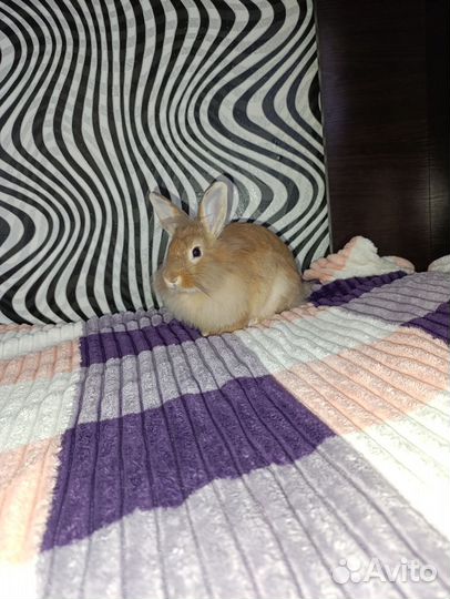 Продам декоративного кролика