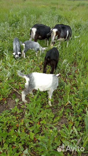 Альпийские козочки