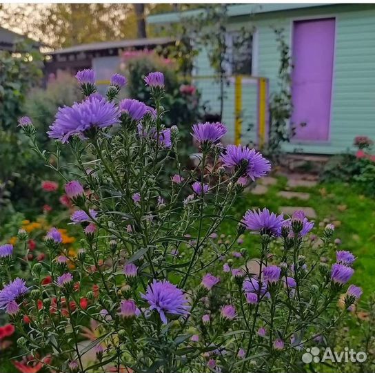 Астра многолетняя