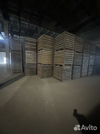 Семянной картофель