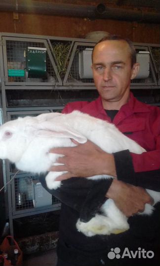 Белый великан